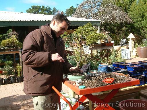 Bonsai Leigh 